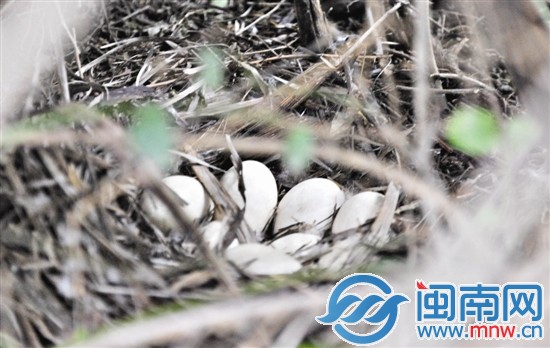 老杨希望,这8个天鹅蛋都能孵出宝宝