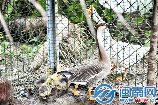 天鹅爸爸就一直守在围栏外