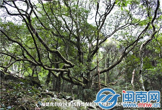 神秘雨林虎伯寮将建2景区 1