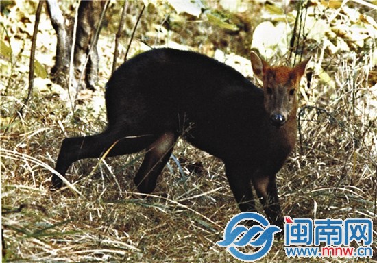 神秘雨林虎伯寮将建2景区 3