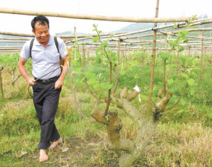 南靖碧侯村种植台湾青枣