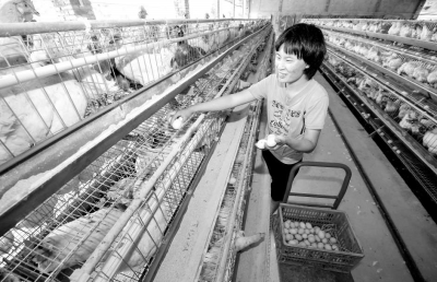 养殖场工人的工作很轻松，只需按电钮、记数字，收集