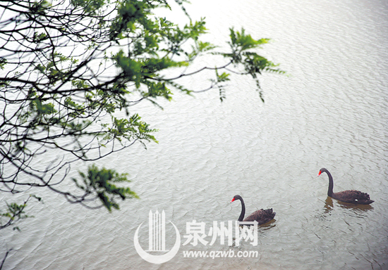 大雾萦绕泉州清源山 天湖幻化天鹅湖(图)