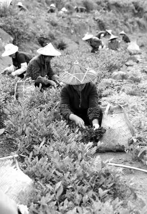 蓬华春茶进入采摘旺季