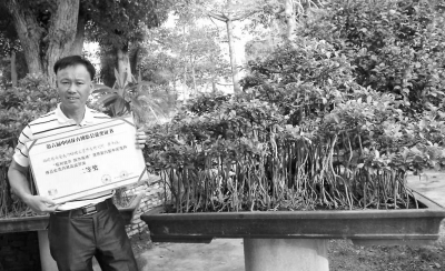 黄丰收栽培的榕树盆景《独木成林》获得了第六届中国