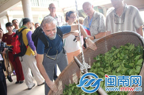 外国友人体验茶叶摇青