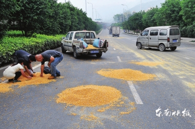 玉米撒满了东三环路樟林新苑小区附近的公路上