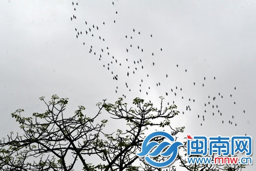 一群鸟掠过阴沉的天空