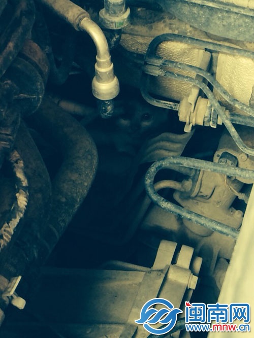 巴掌大的小猫咪，躲在发动机舱，人躲远后才慢慢探出头