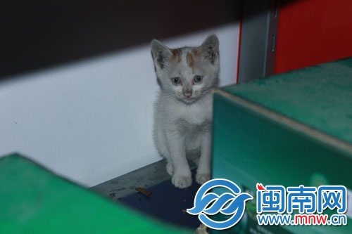 巴掌大的小猫咪