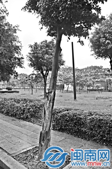 小叶榕树干被虫蛀掉近一半