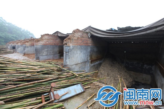 污水侵入永丰溪 死鱼一片1