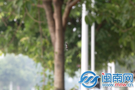 害怕公园散步的市民(图)南方“吊床”出没