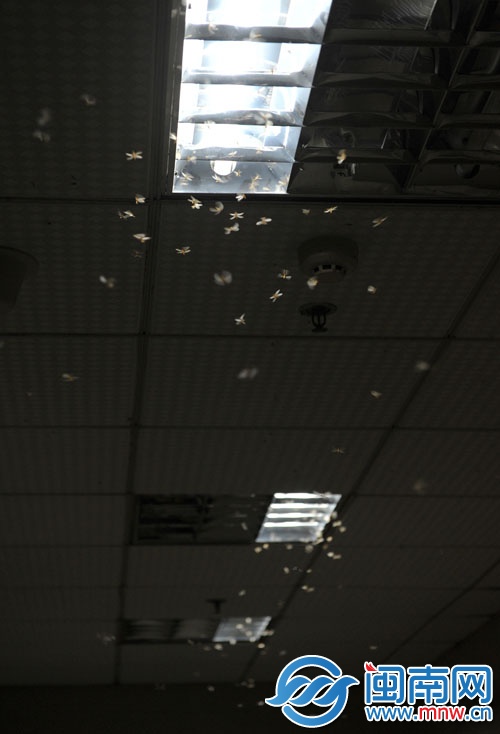 大水蛾又出动了