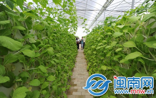 “智能植物工厂”大棚中，两边的蔬菜都是无土喷雾种