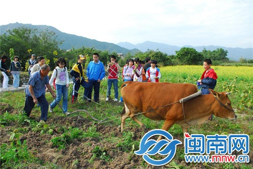 到丽田园体验犁田