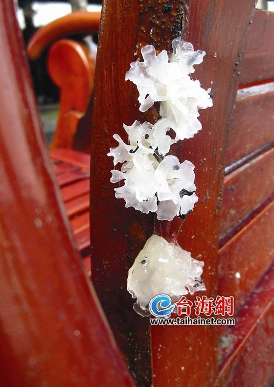 椅子长出白木耳