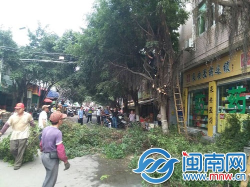 园林工人正在对沿街树木进行修剪