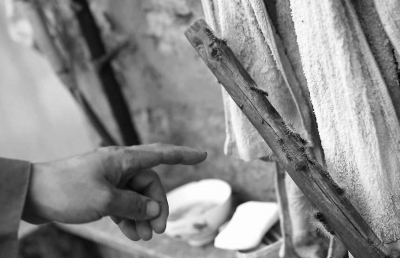 毛虫“入侵”村民家中。