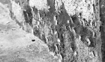 村民家外墙体上爬满毛虫。