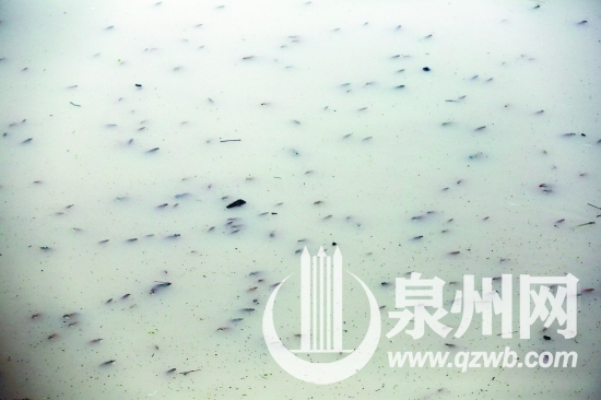 水面上密密麻麻漂浮着鱼