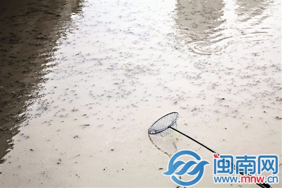 密密麻麻的鱼群