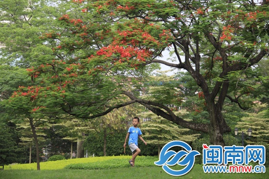 凤凰花迟开 最美或在6月