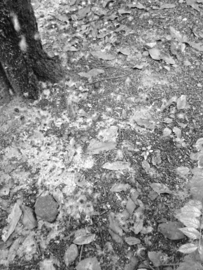 龙眼树下落满毛虫尸体。