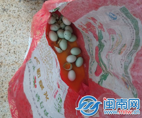 工作人员称，被偷的鸟蛋极有可能是白鹭蛋