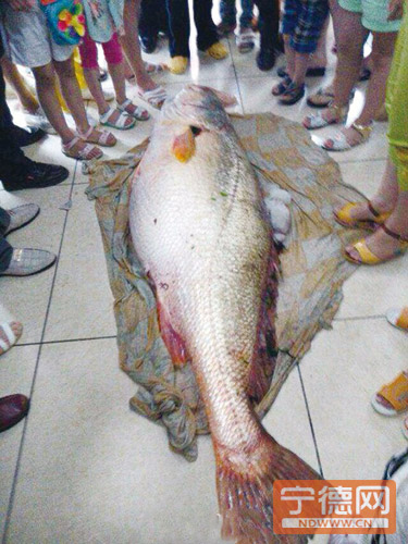 渔民捕获100多斤野生大黄鱼 卖300余万