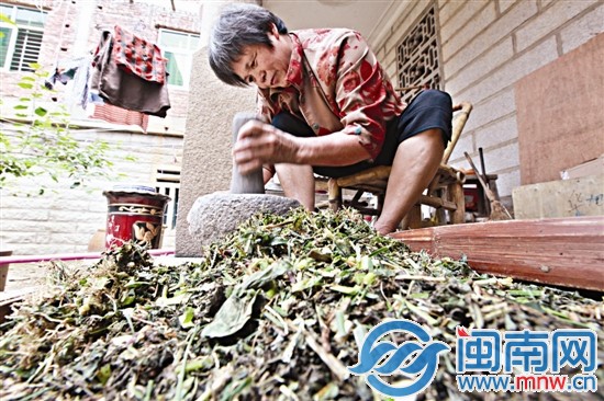 老杨的老伴郑阿婆正在捣弄茶草