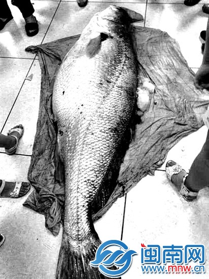 宁德渔民捕获1.7米长黄唇鱼 卖出315万天价