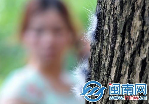 惠安平山寺门口樟树上的毛毛虫很密集