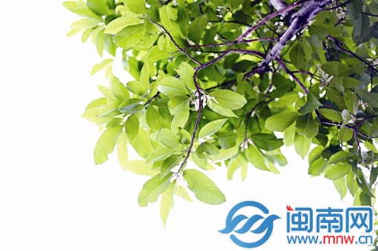 刺桐路边的白玉兰已悄然绽放