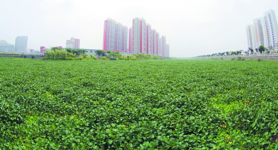 水葫芦在湖面泛滥繁殖
