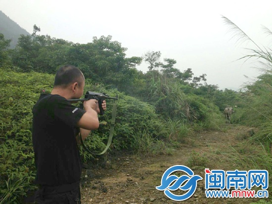 中了三枪后，牛摔倒在地无法动弹