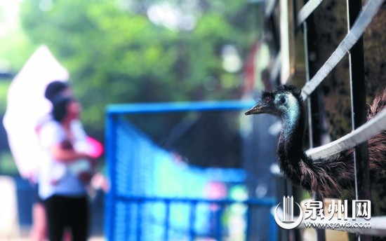 东湖公园的鸵鸟从狭窄的铁笼里探出头,四处张望