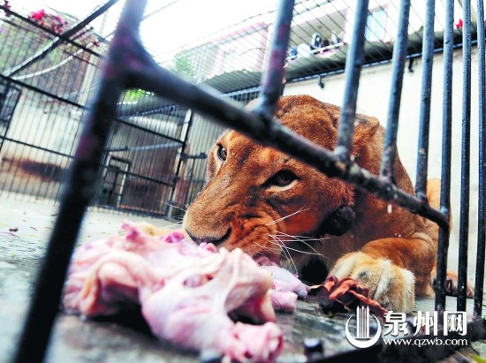 大型野生动物的伙食费是笔大开销