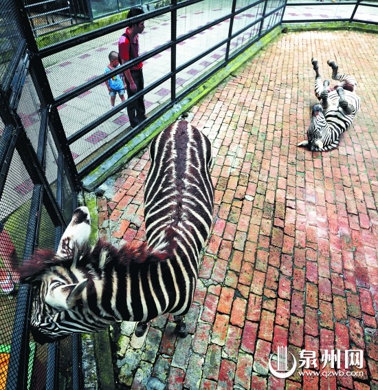 斑马的笼舍已相对宽敞