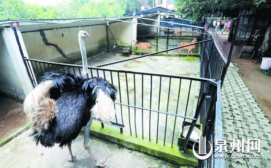 两只温顺的小鹿常被隔壁脾气暴躁的鸵鸟吓着