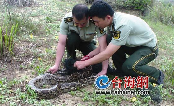 3米长蟒蛇缠入渔网中