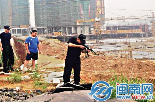 在南安官桥某工地旁，民警将牛击毙