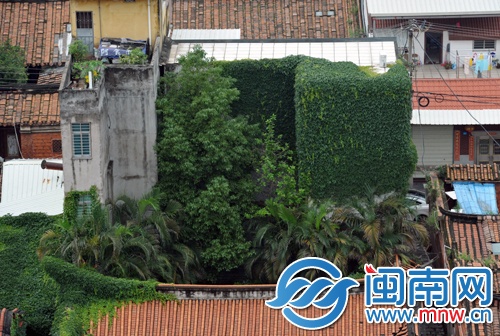 我的厝边 你家爬山虎让我受不了！