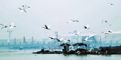 泉港石化码头有鸥鹭飞翔，是一道亮丽的风景