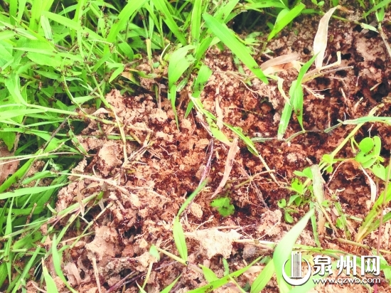 红火蚁攻击性很强，市民如被蜇应及时处理伤口并就医