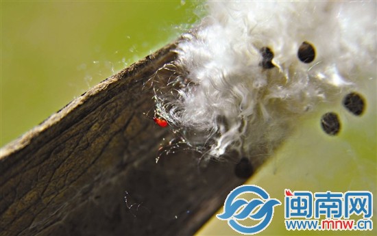 一只细小的昆虫在棉絮上尽情翻腾