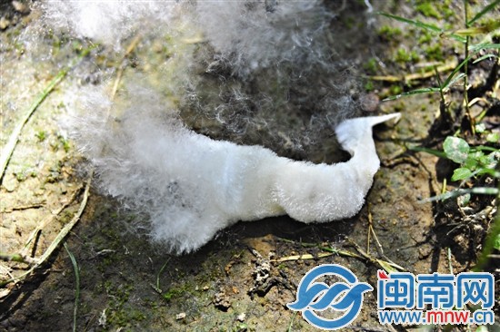 整团的棉絮脱离了外壳，还未被风吹散之时，犹如一只