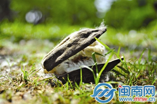 重重落在树下的木棉果实，坚硬的外壳已经开裂