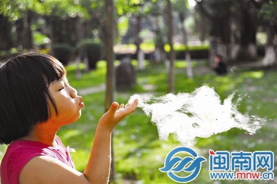 一位小朋友拿起一团木棉花絮，种子夹杂在其中，随风