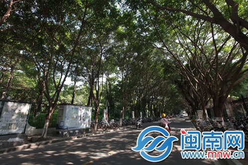 林阴大道是夏天出行最喜欢经过的地方